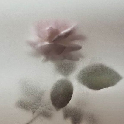 001. ROSAVIE MICROBIOME MIST